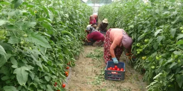 Komşu köylerden tarım işçisi kiralanıyor
