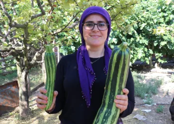 70 cm kabak