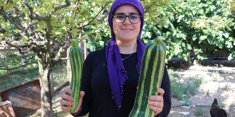 70 cm kabak