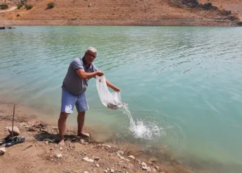 83 bin sazan bırakıldı