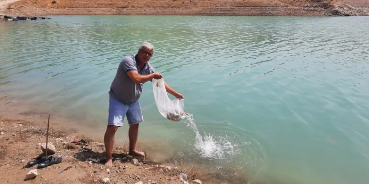 83 bin sazan bırakıldı