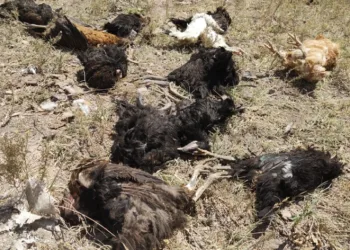 köpekler 50 tavuğu telef etti