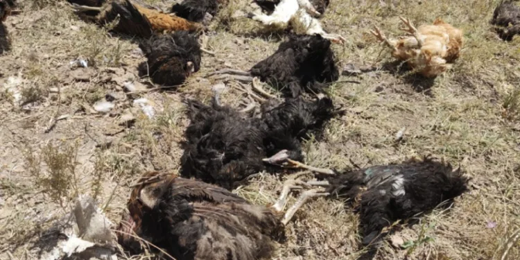 köpekler 50 tavuğu telef etti