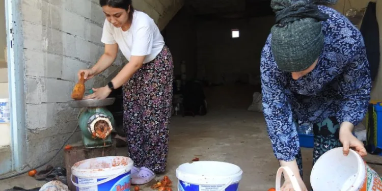 Kavurucu sıcakta salça yapımı