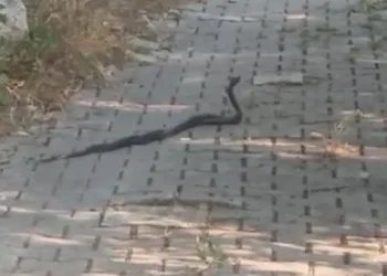 Yılanların ‘çiftleşme dansı’