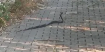 Yılanların ‘çiftleşme dansı’