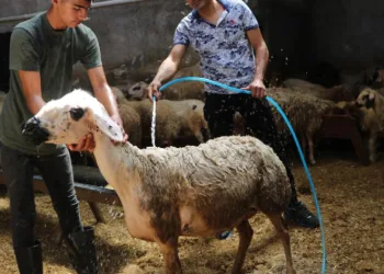 Sıcaklık 52 dereceye ulaştı