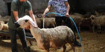 Sıcaklık 52 dereceye ulaştı