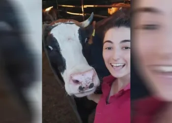 İneğin selfie merakı