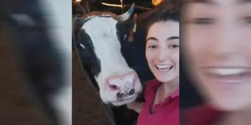 İneğin selfie merakı