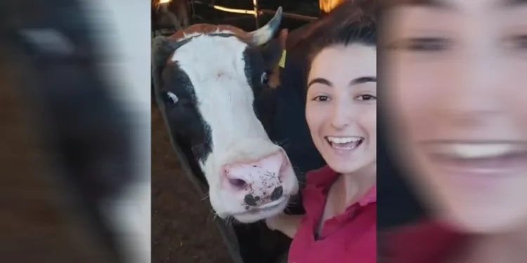 İneğin selfie merakı