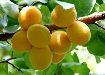 Ağaçları korumak için tuzaklar asıldı