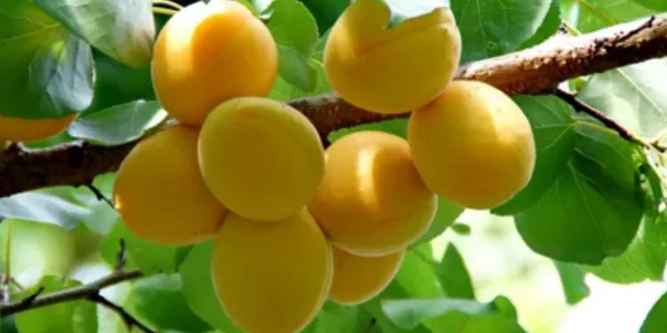 Ağaçları korumak için tuzaklar asıldı