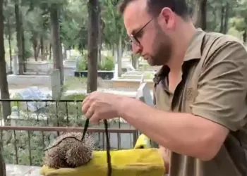 Kirpiyi iple mezarlığa bağladılar