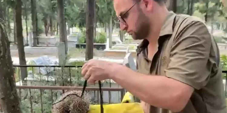 Kirpiyi iple mezarlığa bağladılar