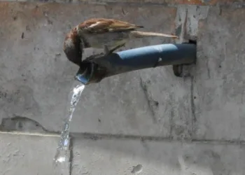 Çeşmede serinlediler