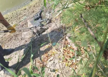 Bataklığa saplanan köpek