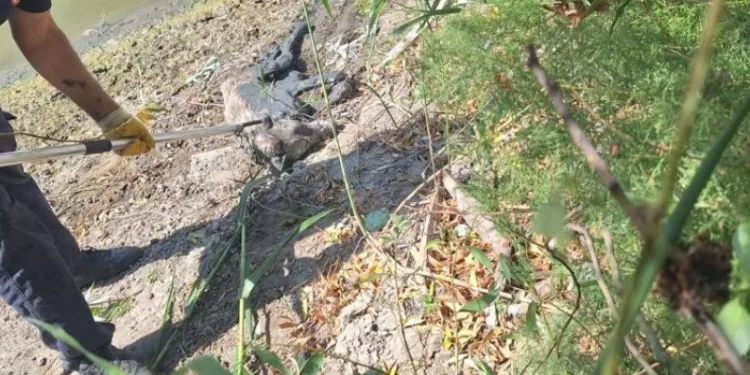 Bataklığa saplanan köpek