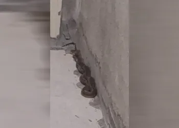 3 buçuk metrelik yılan