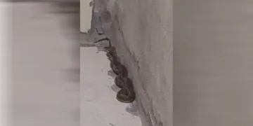 3 buçuk metrelik yılan