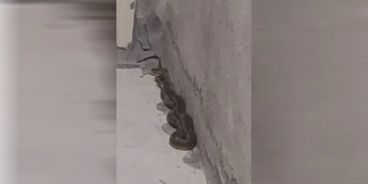 3 buçuk metrelik yılan