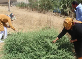 ‘Kapari’ bitkisi kadınların geçim kaynağı