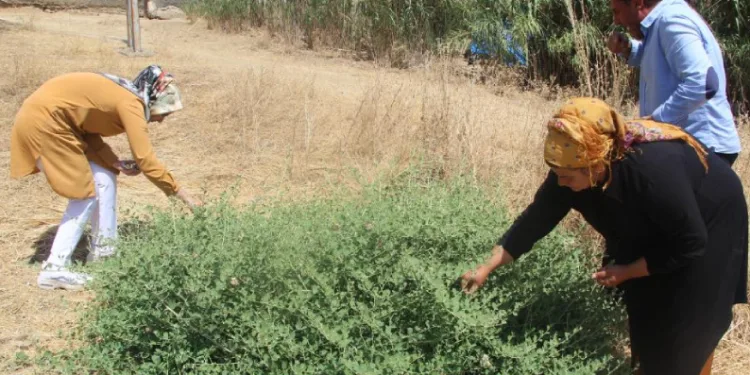 ‘Kapari’ bitkisi kadınların geçim kaynağı