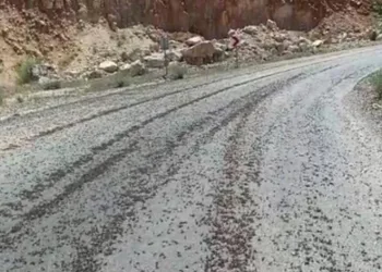 Kara yolunda sürü halinde çekirge