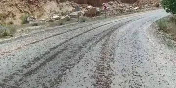 Kara yolunda sürü halinde çekirge