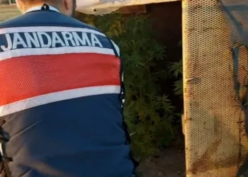 Bahçesine baraka yapıp uyuşturucu yetiştirdi