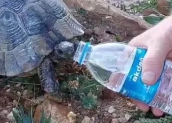 Kaplumbağaya elleriyle içirdi