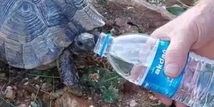 Kaplumbağaya elleriyle içirdi