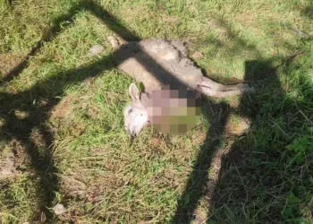 Kuzuları ve tavukları boğarak öldürdü