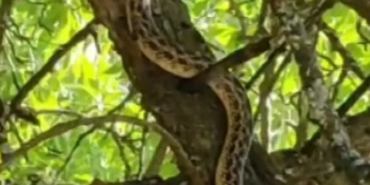 En büyük yılanı görüldü