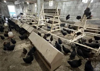 8 civcivden 200 tavuklu çiftlik kurdular