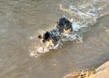 Suya giren köpeği itfaiye kurtardı.