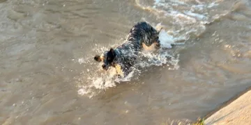 Suya giren köpeği itfaiye kurtardı.