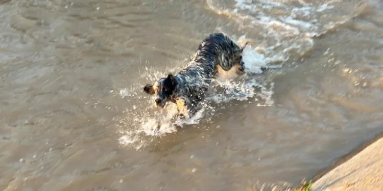 Suya giren köpeği itfaiye kurtardı.