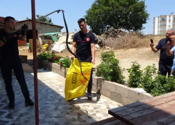 Yılanlar yerleşim alanına indi