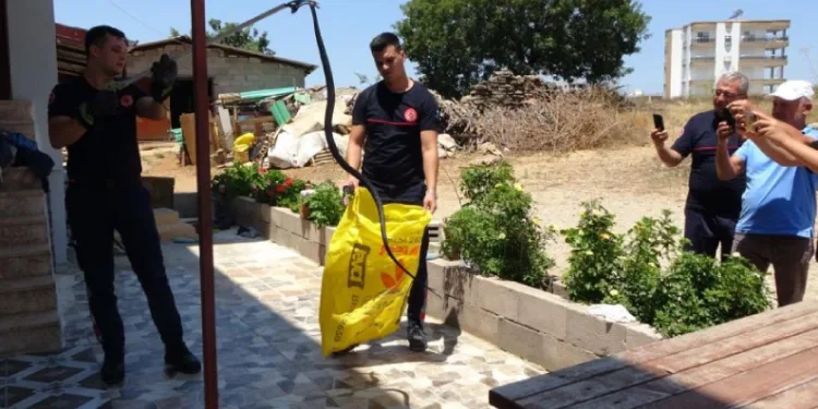 Yılanlar yerleşim alanına indi