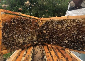 Binlerce arı telef oldu
