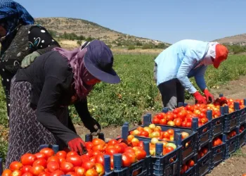 Sıcak altında domates hasadı