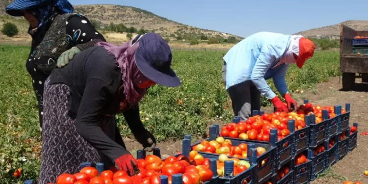 Sıcak altında domates hasadı