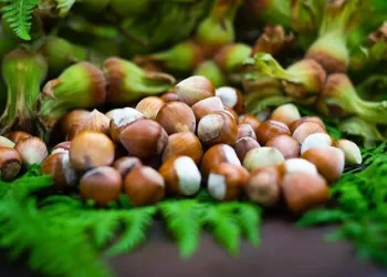 Fındık üreticisine hasat uyarısı