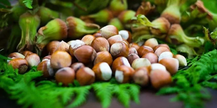 Fındık üreticisine hasat uyarısı