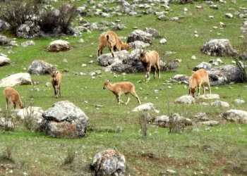 Munzur Dağlarında dağ keçileri