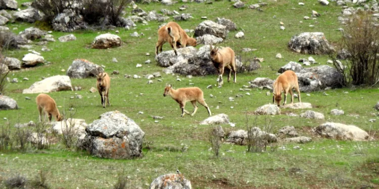 Munzur Dağlarında dağ keçileri