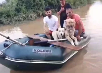 Selde kalan köpekler botla kurtarıldı