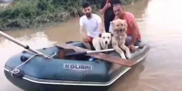 Selde kalan köpekler botla kurtarıldı