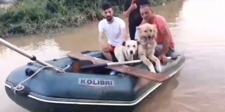 Selde kalan köpekler botla kurtarıldı